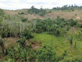 Vista Rea Do Projeto De Assentamento