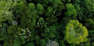 Reflorestamento Regreen