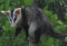 Encontrado em 2021 no Parque Bosque dos Jequitibás, região central de Campinas, o corpo de uma fêmea de gambá-de-orelha-branca