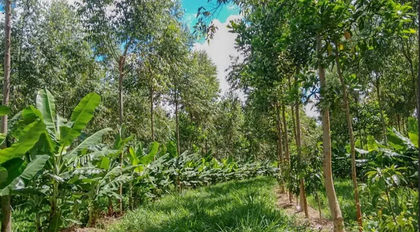 Impacto Positivo dos Sistemas Agroflorestais na Regulação do Microclima 1 Captura de tela 2024 02 06 124607