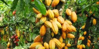 Captura De Tela 2024 02 14 104033