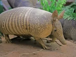 Captura De Tela 2024 02 16 164738