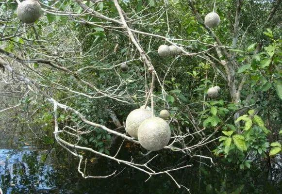 A copa de uma árvore de catoré (Leonia glycycarpa) em frutificação. Listada entre as hiperdominantes na Amazônia, a espécie ocorre principalmente em floresta tropical alagável (floresta de várzea e igapó)