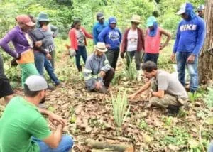 Captura-de-tela-2024-03-03-201513-300x214 IVISAM: Agroflorestas para Sustentabilidade e Segurança Alimentar na Amazônia