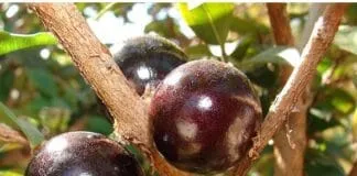 Captura De Tela 2024 03 28 102015