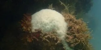 Captura De Tela 2024 03 28 152240