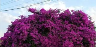 Captura De Tela 2024 04 11 163905