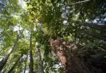 biodiversidade na Floresta da Guiana Francesa