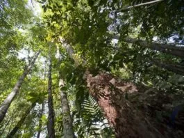 biodiversidade na Floresta da Guiana Francesa