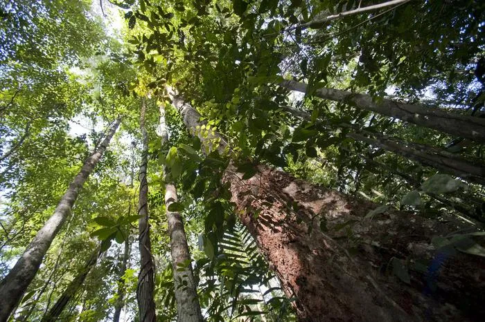 biodiversidade na Floresta da Guiana Francesa