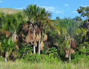 buriti_mauritia_flexuosa-300x232 Descobrindo a Diversidade Genética das Árvores Tropicais