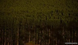 Captura-de-tela-2024-05-09-163313-300x176 Câmara exclui plantação de eucalipto de atividades poluidoras