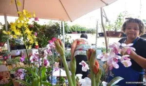 Captura-de-tela-2024-05-13-102011-300x177 Programa Desenrola para MEI e pequenas empresas começa nesta segunda