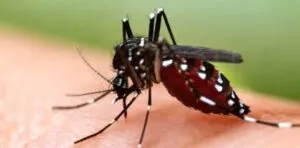 Captura-de-tela-2024-05-15-181729-300x148 OMS pré-qualifica vacina contra a dengue usada no Brasil