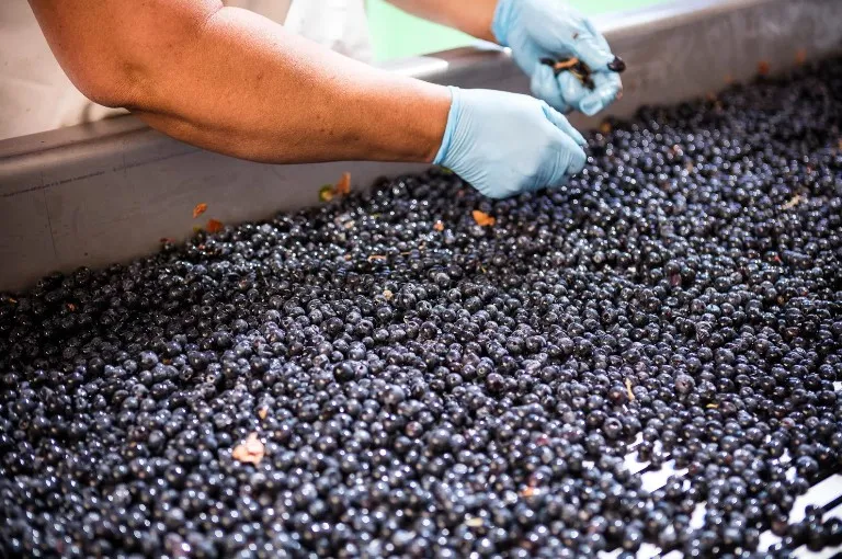 Captura-de-tela-2024-05-16-165842 Máquina de colher açaí por controle remoto é a sensação do Festival do Açaí em Belém