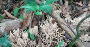 Captura-de-tela-2024-05-20-152412-300x157 Nova Abordagem para a Proteção da Mata Atlântica