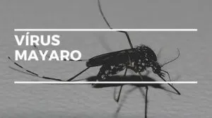 Captura-de-tela-2024-05-20-170508-300x167 Cocirculação do Vírus mayaro e chikungunya em Roraima