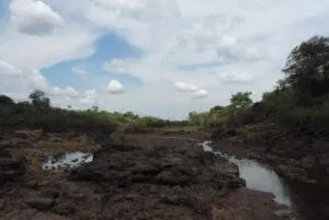 Captura-de-tela-2024-05-21-164959-300x201 Técnica inovadora pode acelerar a restauração florestal