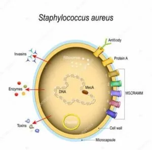 Captura-de-tela-2024-05-28-105718-300x296 Terapia com luz reduz resistência de bactéria a antibióticos