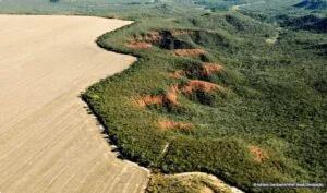 Captura-de-tela-2024-05-28-113058-300x177 Desmatamento no Brasil cai 11,6% em 2023, exceto no Cerrado