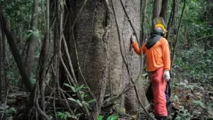 Floresta-amazonas-300x169 Amazonas Seleciona Projetos de Carbono em Grande Escala