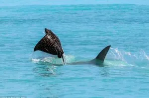 Captura-de-tela-2024-06-03-110305-300x198 Identificação de raias e tubarões avançam, mas risco de extinção persistem