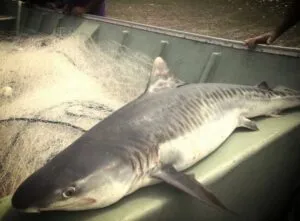 Captura-de-tela-2024-06-03-110734-300x221 Identificação de raias e tubarões avançam, mas risco de extinção persistem