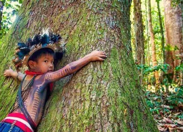 Brasil vira referência global na conservação das florestas tropicais 2 Captura de tela 2024 06 04 174405