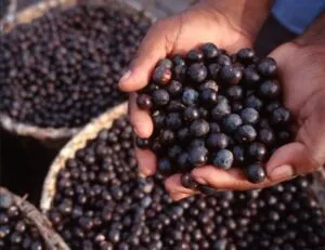 Captura-de-tela-2024-06-06-102040-300x231 Projeto no Pará converte 10 mil t de caroço de açaí em energia renovável