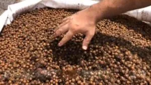 Captura-de-tela-2024-06-06-103413-300x169 Projeto no Pará converte 10 mil t de caroço de açaí em energia renovável