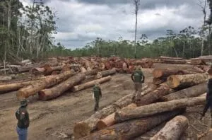 Captura-de-tela-2024-07-04-154834-300x198 Fraude em Mercado de Carbono no Amazonas Grilou 530 Mil ha de terras