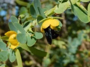 Captura-de-tela-2024-07-05-094730-300x224 Bactéria no Solo Aumenta Atratividade das Flores para Polinizadores, Revela Pesquisa