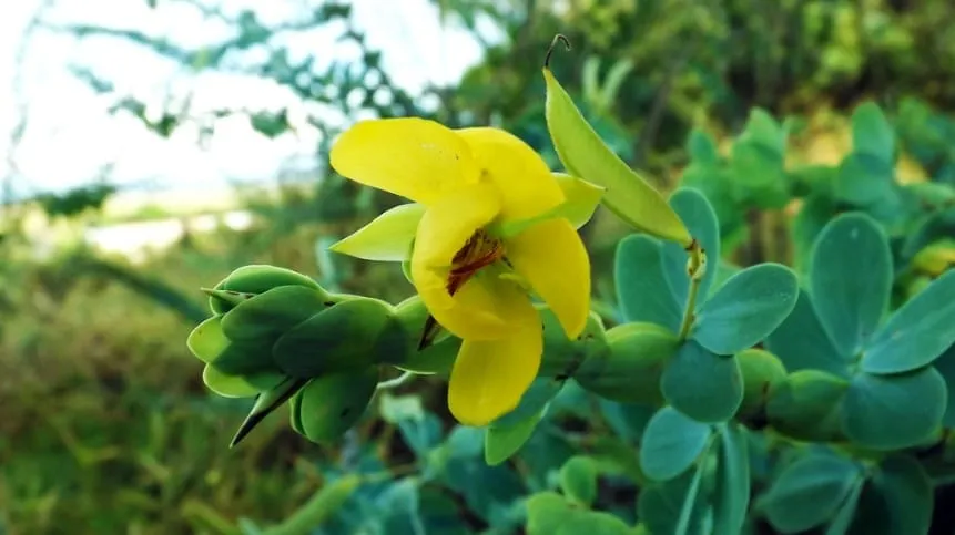 Captura de tela 2024 07 05 095643 1