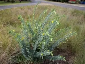 Captura-de-tela-2024-07-05-100335-300x225 Bactéria no Solo Aumenta Atratividade das Flores para Polinizadores, Revela Pesquisa