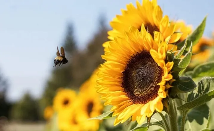 Captura de tela 2024 07 10 125530