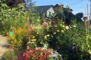 Captura-de-tela-2024-07-10-125624-300x197 Estudo identifica as melhores plantas para a saúde e conservação das abelhas