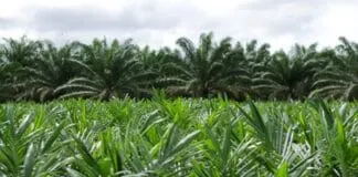 Captura De Tela 2024 07 15 154033