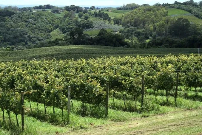 Captura de tela 2024 07 17 104103