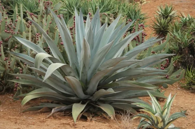 Captura de tela 2024 07 17 112536