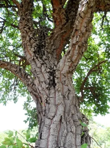 Captura de tela 2024 07 26 183306