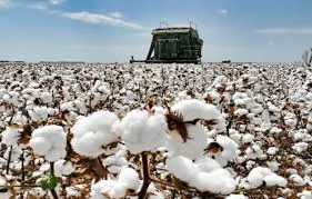 images Brasil Ultrapassa EUA e se Torna Maior Exportador de Algodão do Mundo