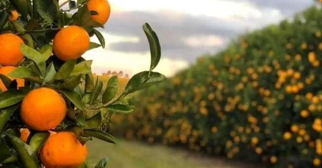 Captura de tela 2024 08 13 125002