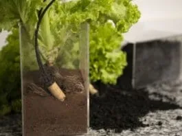 Captura De Tela 2024 08 16 122710