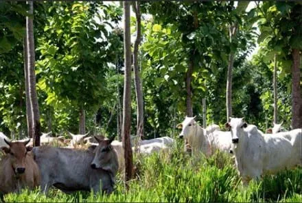 Captura de tela 2024 08 19 101918