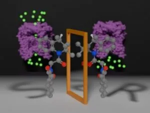 Captura-de-tela-2024-08-21-112249-300x227 Estudo avança na descoberta de compostos que ativam proteína essencial para a ‘reciclagem celular’