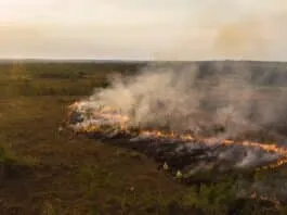 Manejo Integrado do Fogo: Como a Nova Lei Está Reduzindo Incêndios Florestais e Promovendo Sustentabilidade Rural