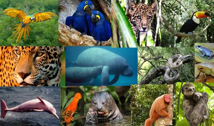 Captura de tela 2024 09 06 102417