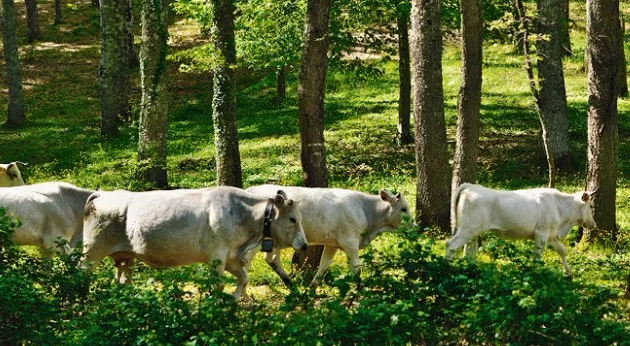 Práticas sustentáveis na pecuária como parte da solução na Amazônia 1 pecuária