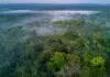 Ameaças ao progresso na proteção da Amazônia: reflexões sobre os fundos de impacto Amazônia