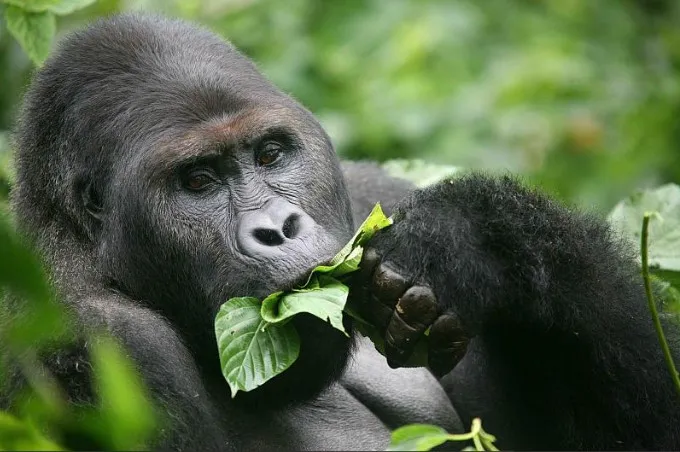 Estudo sobre gorilas que se automedicam pode abrir portas para novos medicamentos 1 gorilas